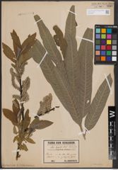 Foto von Salix dasyclados Wimm.